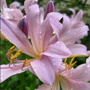 Meet your Posher, Zoey